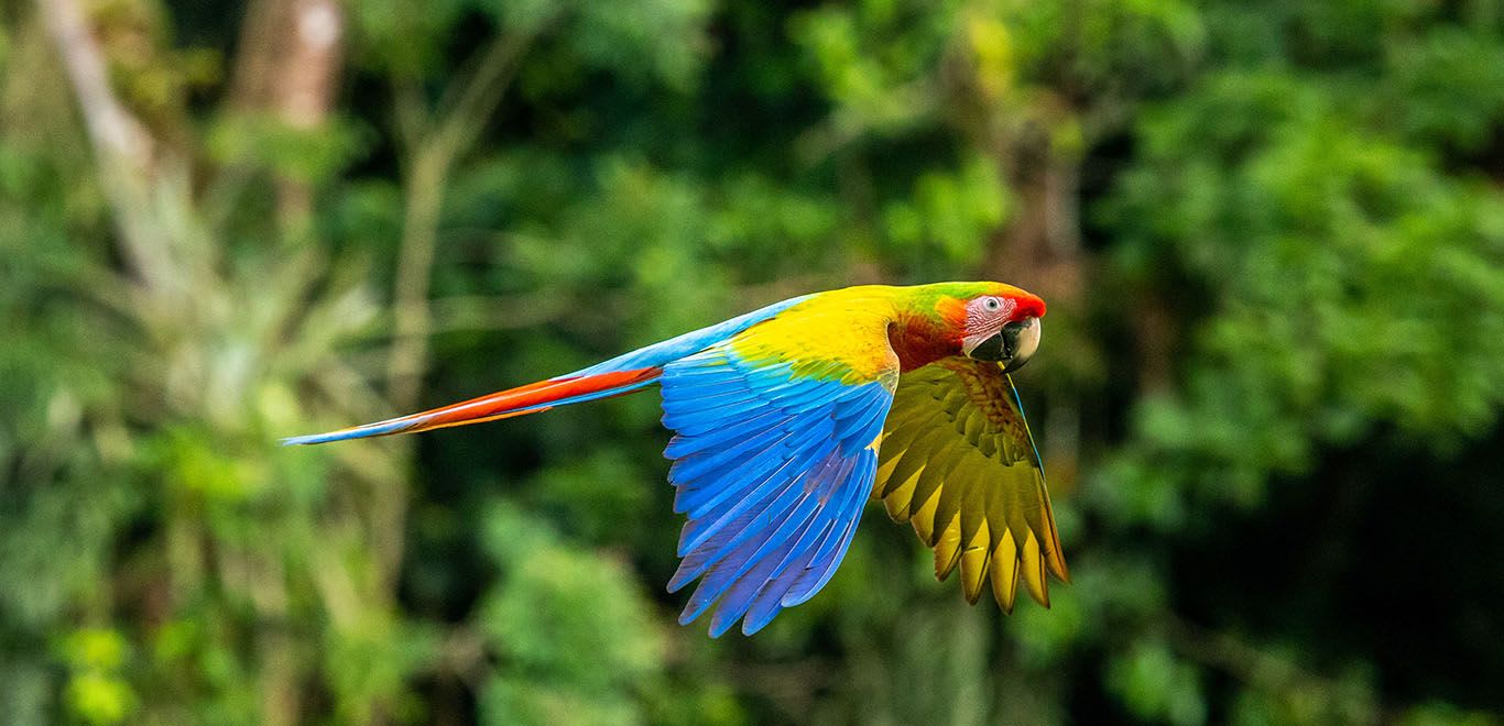 Colorful Parot in Costa Rica
