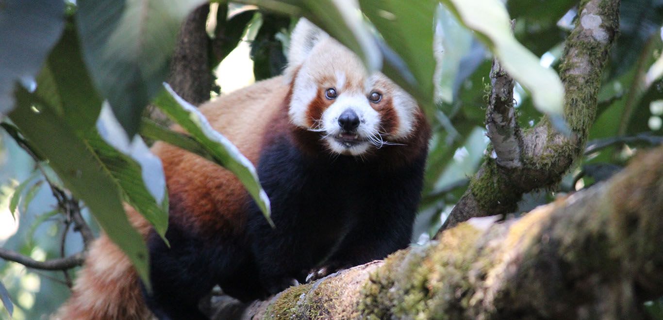 Red Pandas in Darjeeling, India