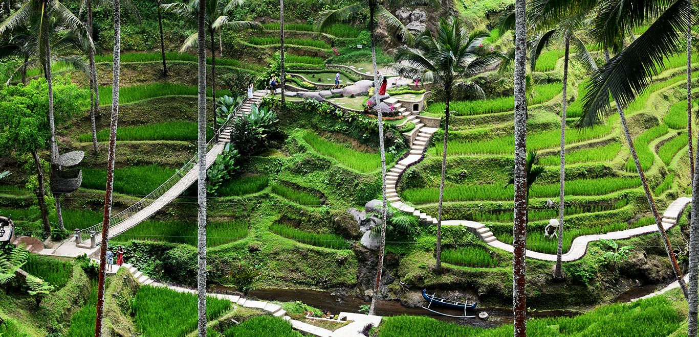 Rice Paddy in Ubud, Indonesia