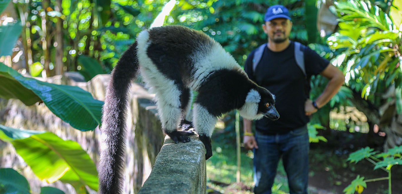 Volunteer with a Lemur