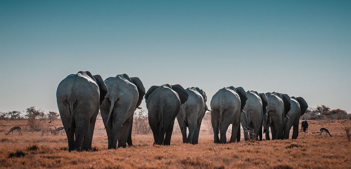 Elephants in Namibia