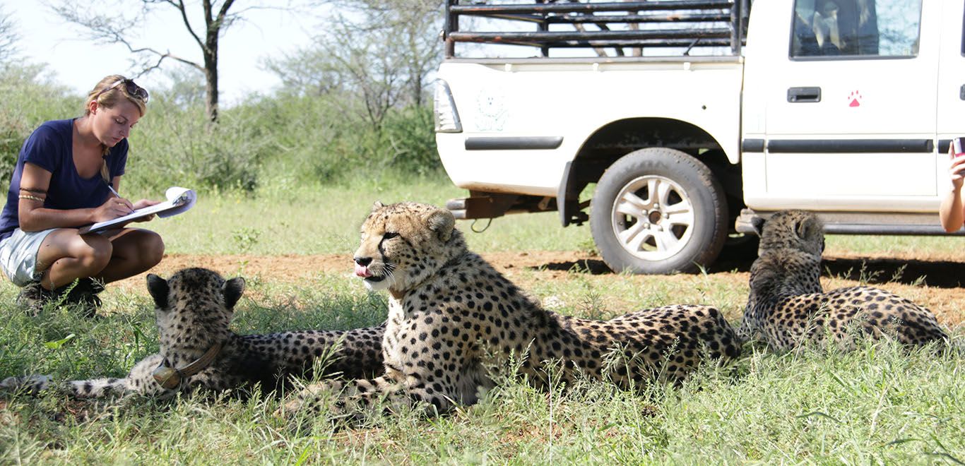 Volunteer recording Cheetah activity in Namibia