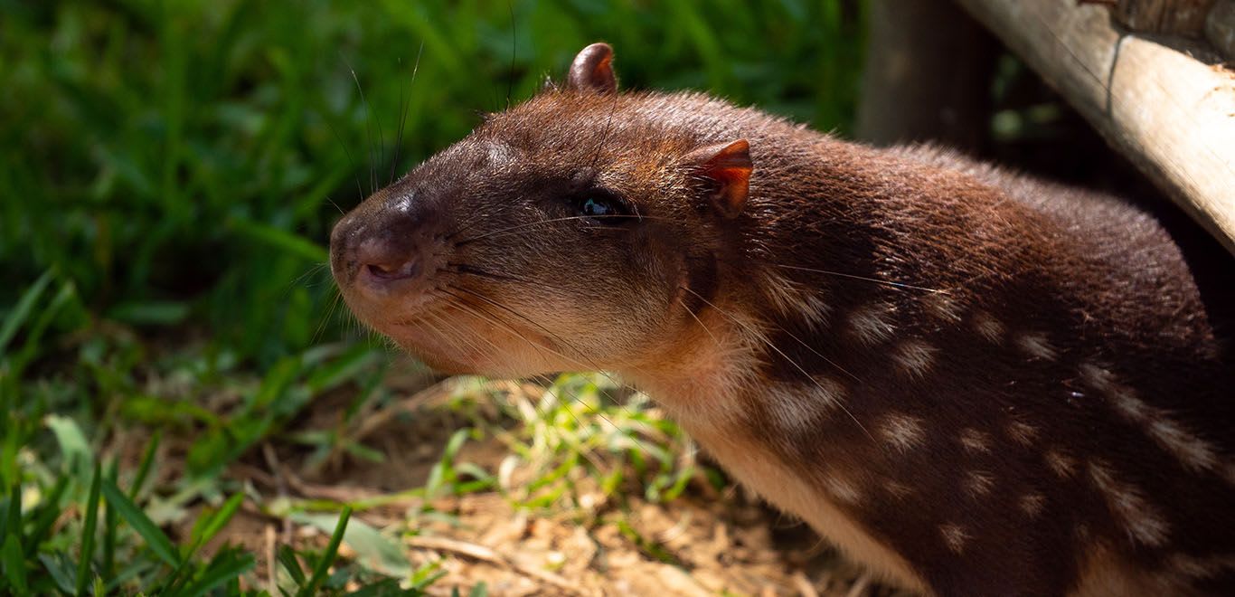 Pacarana in Peru