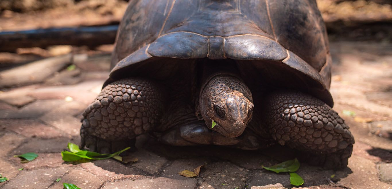 Turtle in Zanzibar