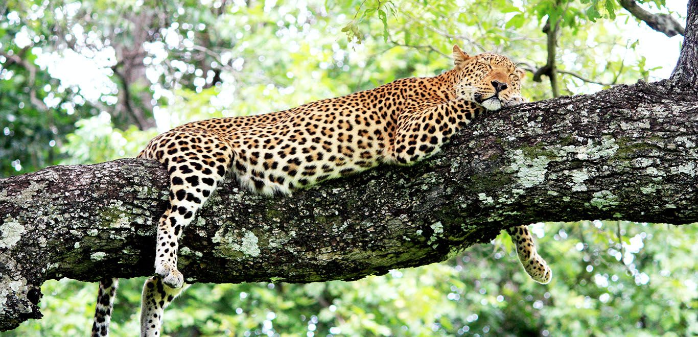 Leopard in South Luangwa National Park, Zambia 