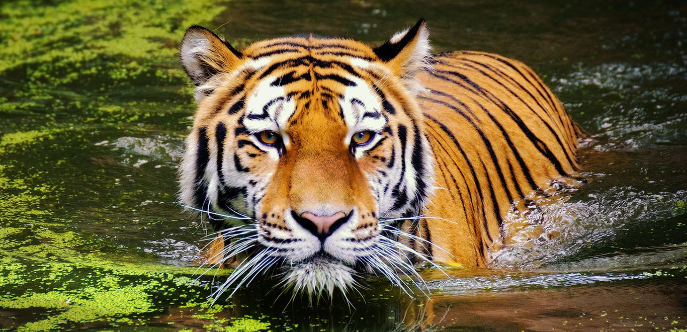 Tiger in Nepal