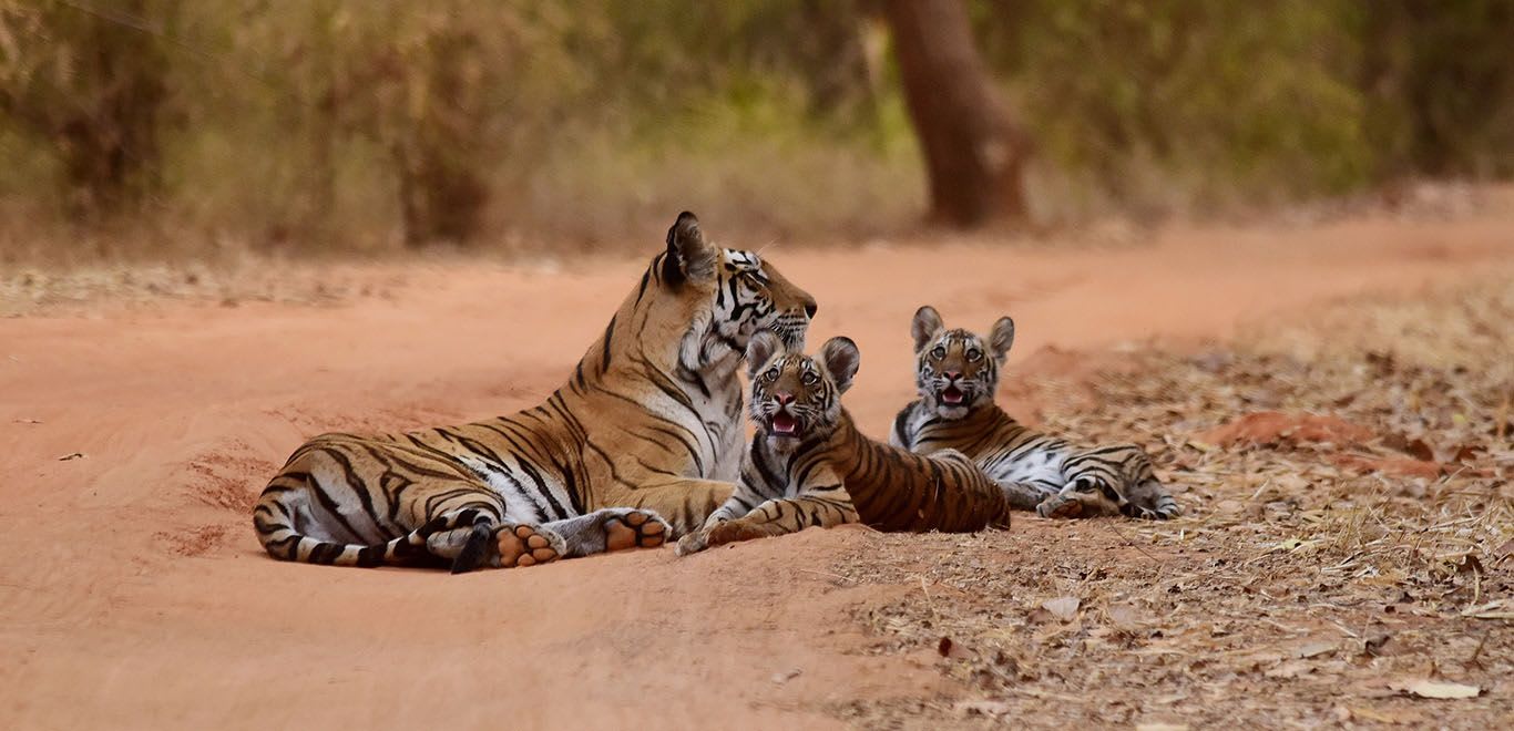 Tiger playing with her cubs