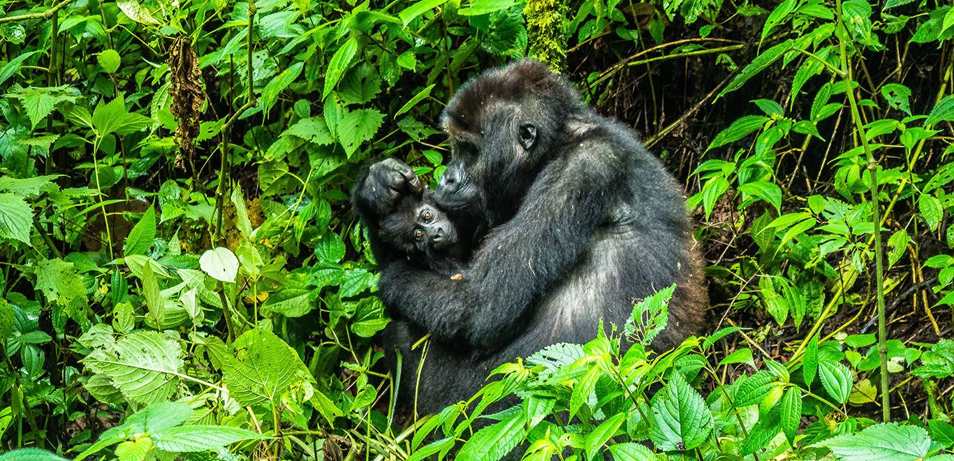 Gorillas in the Jungle in the Congo