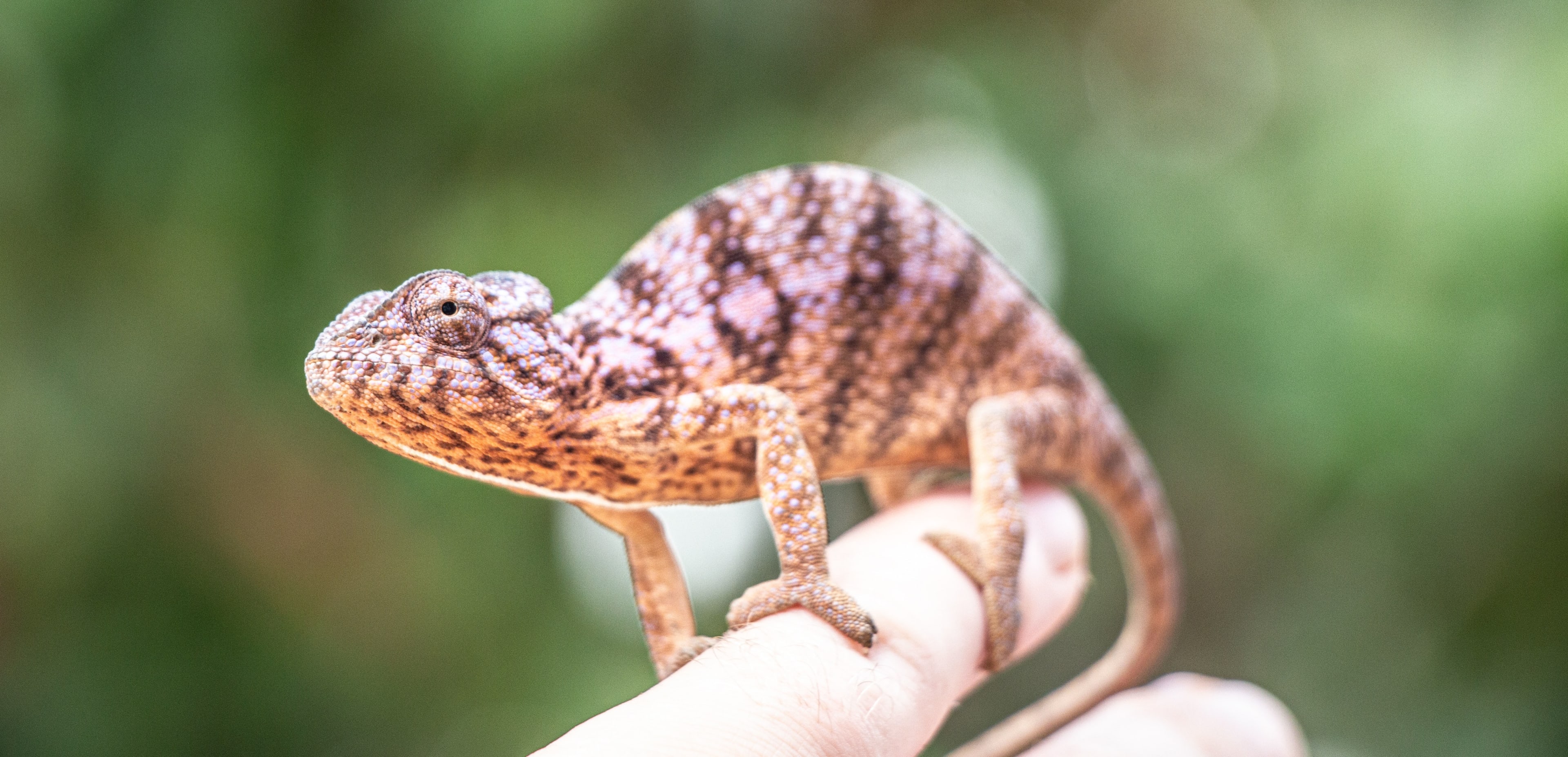 Chameleon in Nosy Be, Madagascar