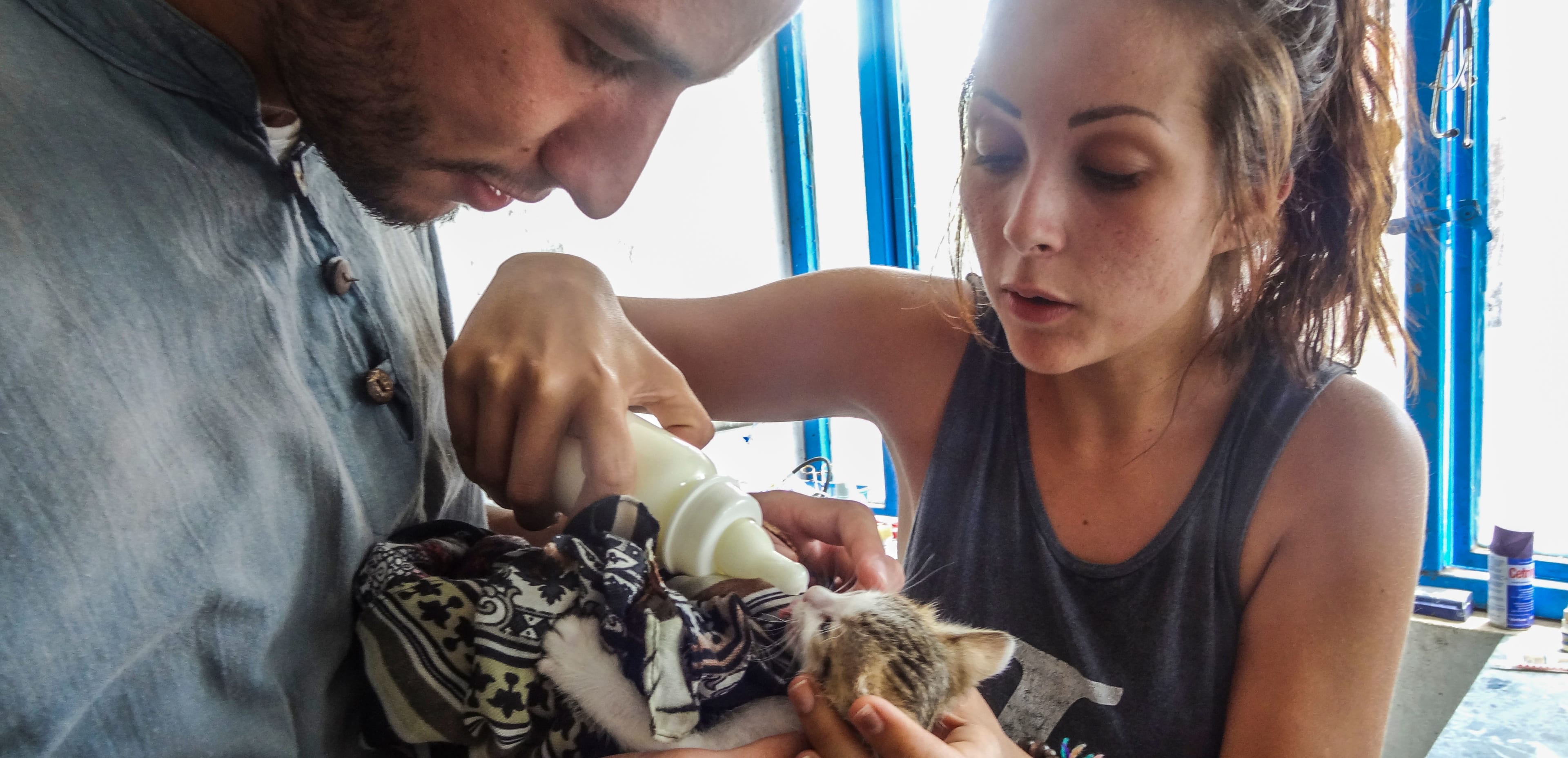 Cat getting fed in a clinic in Nepal