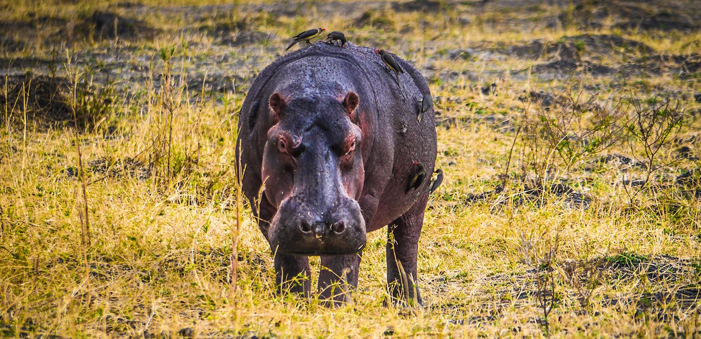 Hippopotamus in Malawi