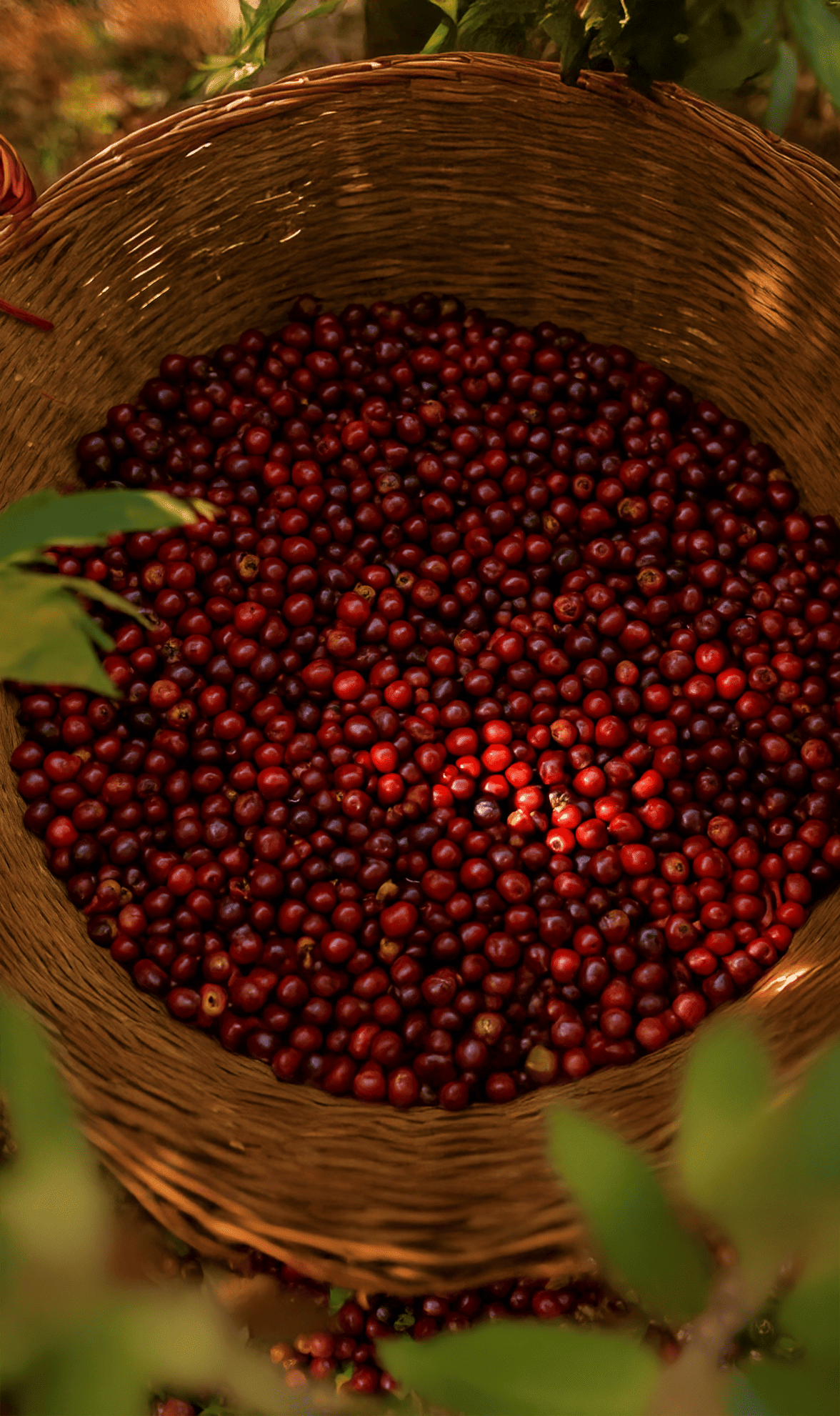coffee