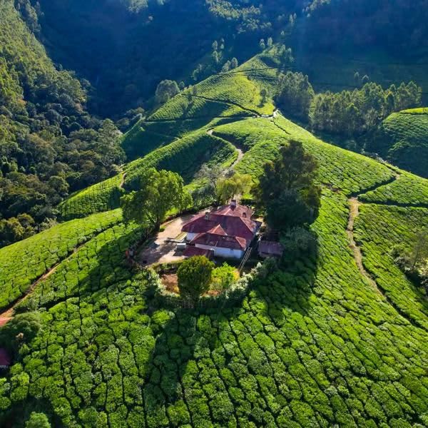 Tea Garden Tour — Nature / Cultural