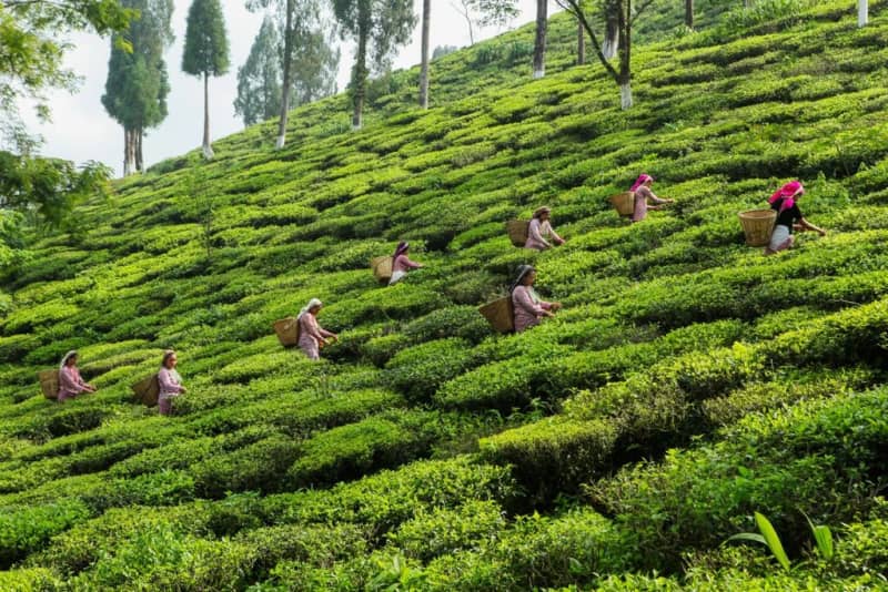Tea Garden Tour — Nature / Cultural