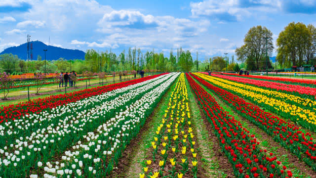 Tulip Garden Tour — Nature / Sightseeing in Srinagar
