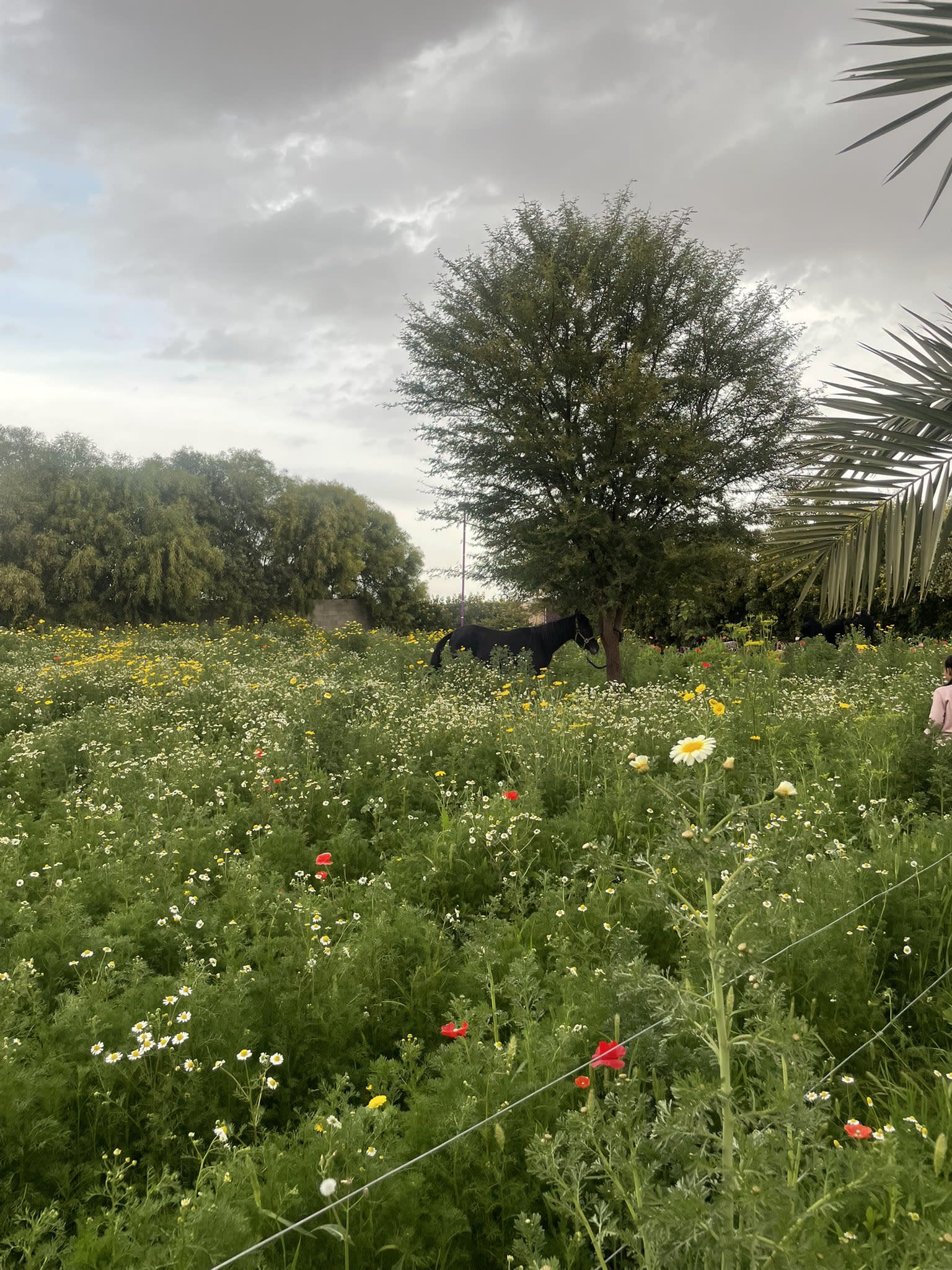 Visita la Reserva Al Nasiriyah en Riyadh Al Khubara, ¡un mundo de plantas encantadoras!
