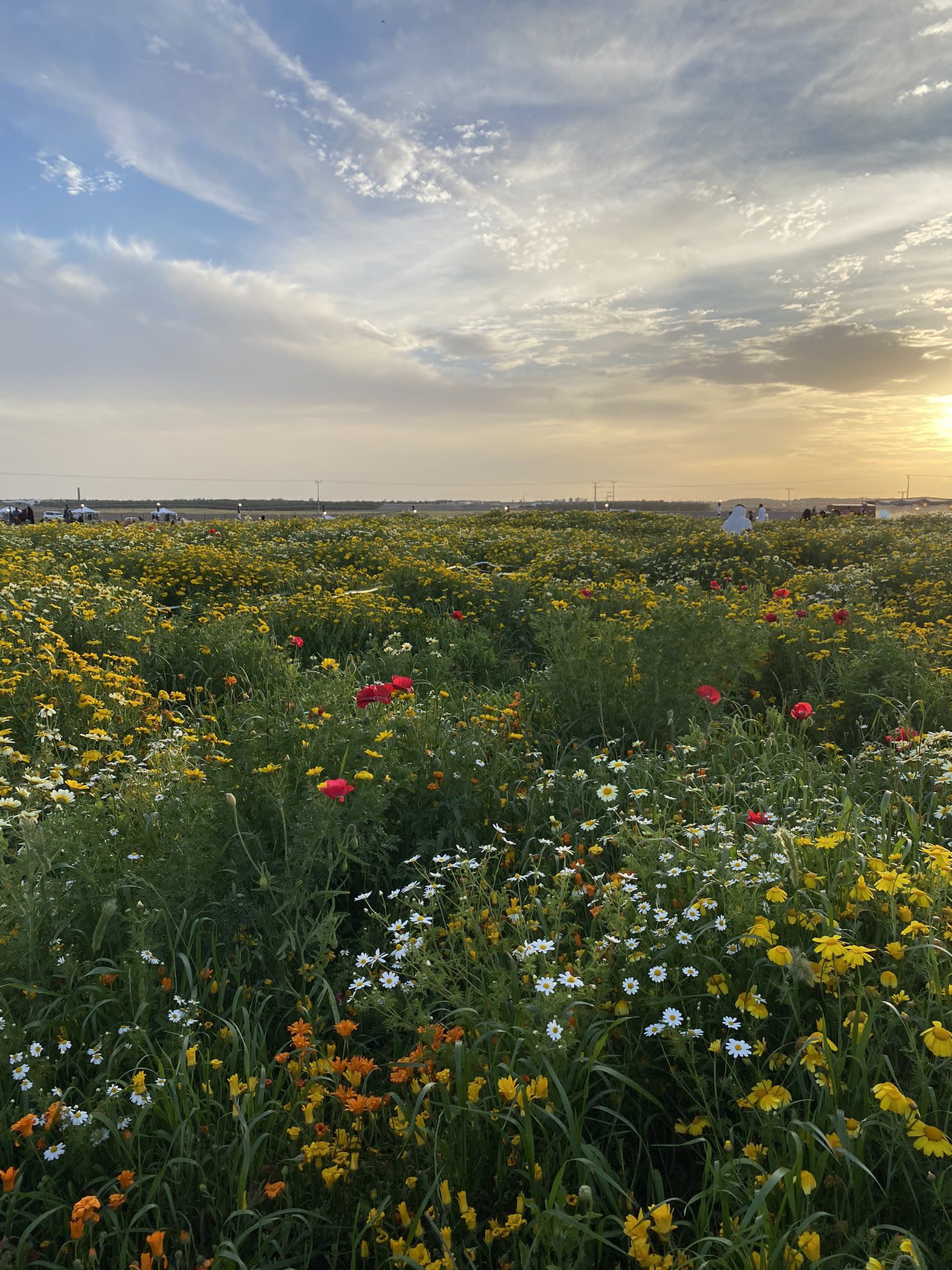 Visita la Reserva Al Nasiriyah en Riyadh Al Khubara, ¡un mundo de plantas encantadoras!