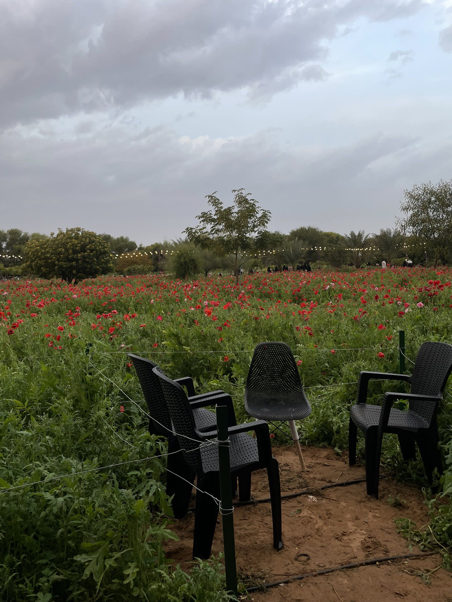 Visita la Reserva Al Nasiriyah en Riyadh Al Khubara, ¡un mundo de plantas encantadoras!