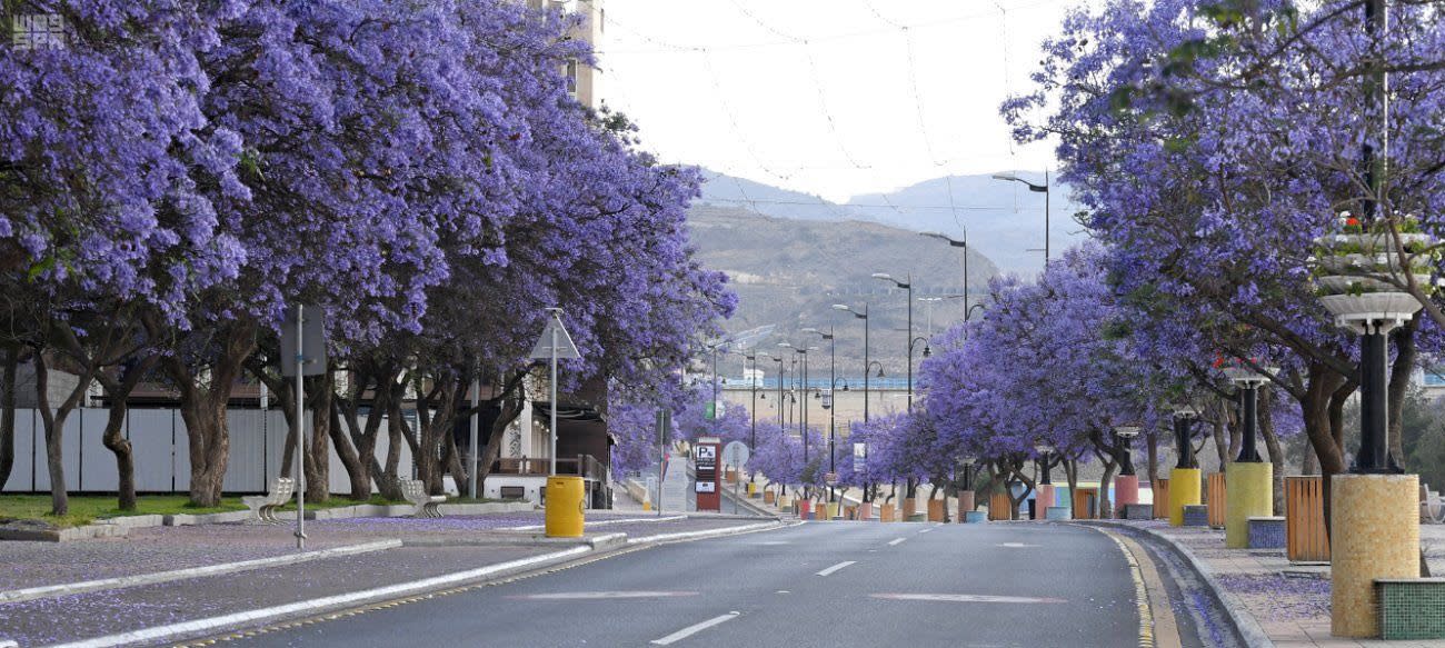 Abha Trails
