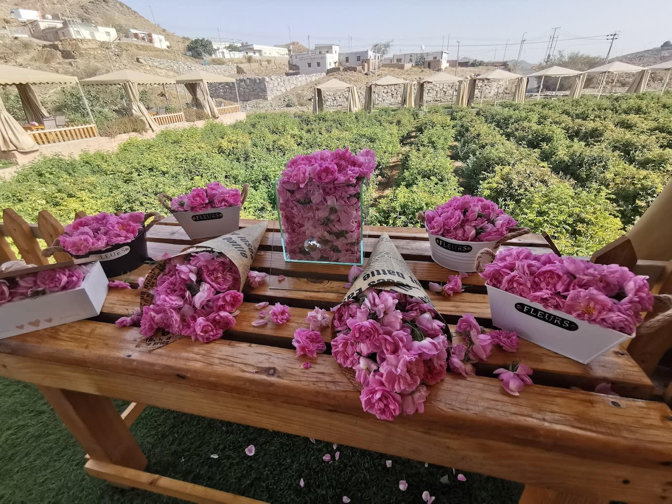 Taif rose season 🌷