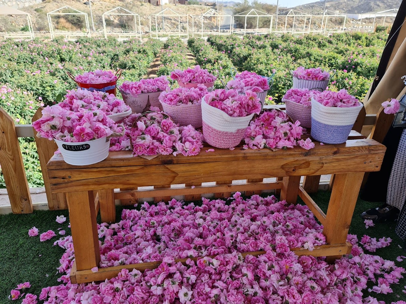 Taif rose season 🌷