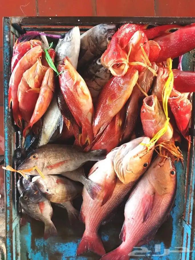 Djeddah : Sortie de pêche en groupe en bateau au milieu de la mer Rouge
