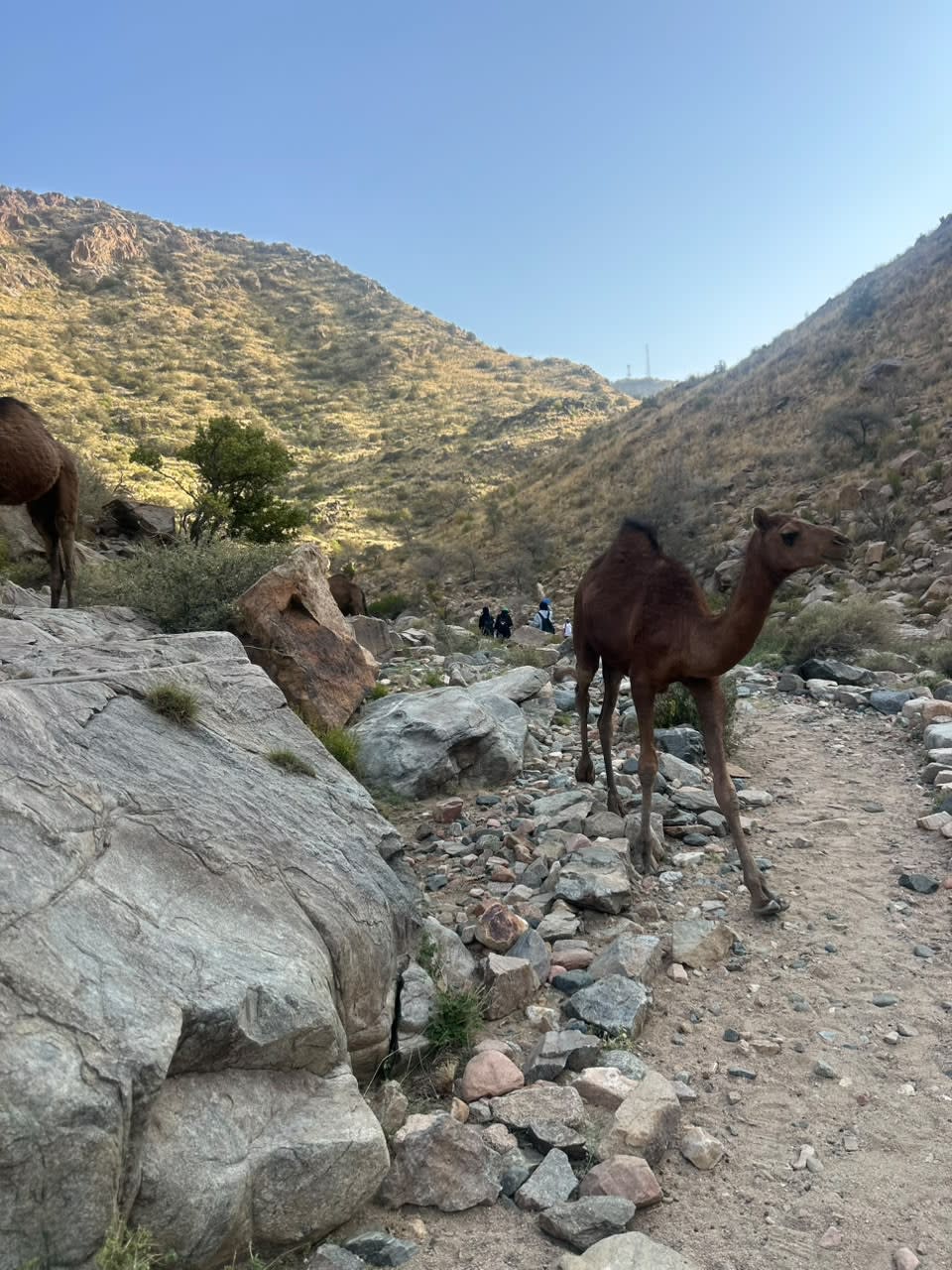 الطائف: رحلة هايكنق وادي مخاضة 