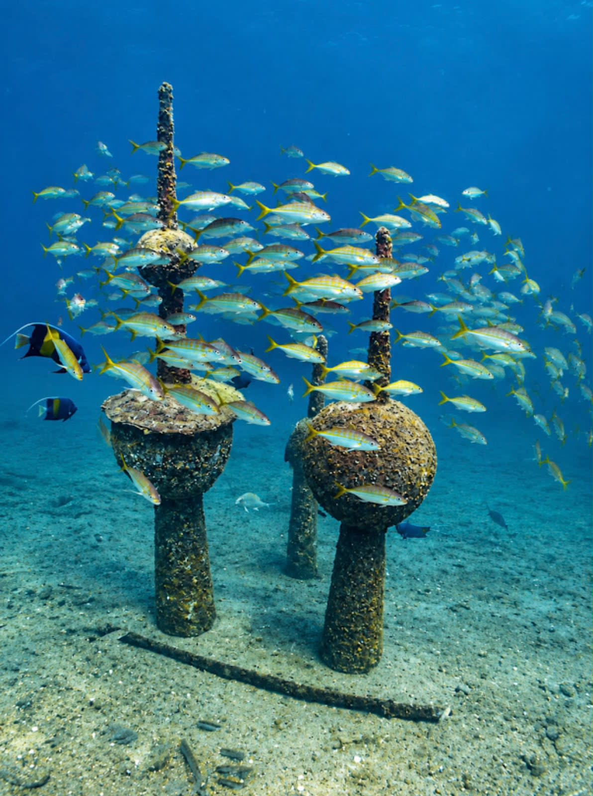 Experiencia de buceo en Half Moon Beach y Jubail (exploratorio) (recreativo)