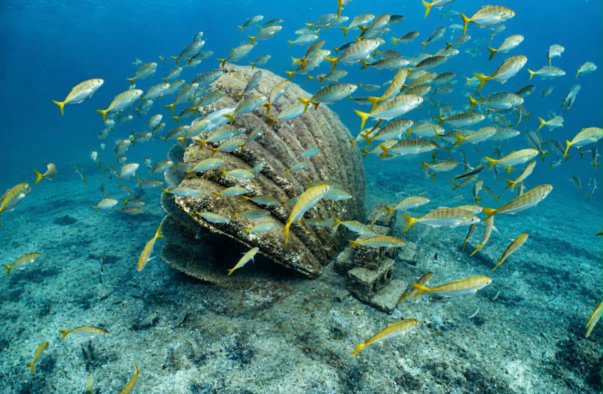 Experiencia de buceo en Half Moon Beach y Jubail (exploratorio) (recreativo)