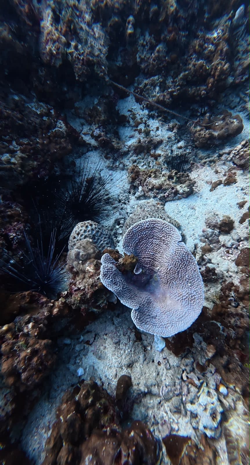 Experiencia de buceo en Half Moon Beach y Jubail (exploratorio) (recreativo)