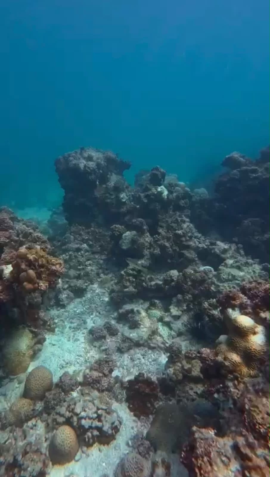 Experiencia de buceo en Half Moon Beach y Jubail (exploratorio) (recreativo)