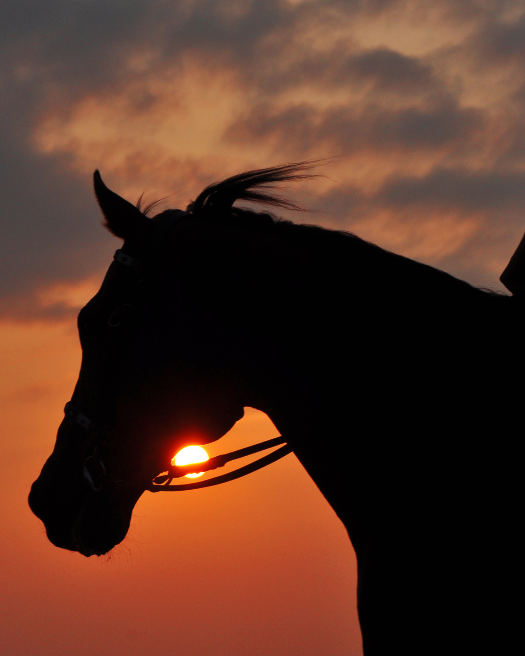 بين النخيل… طلعة خيل في مزارع الأحساء