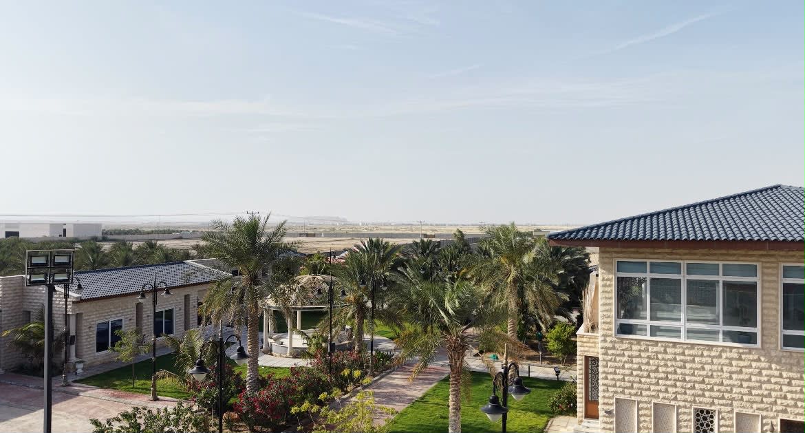 بين النخيل… طلعة خيل في مزارع الأحساء