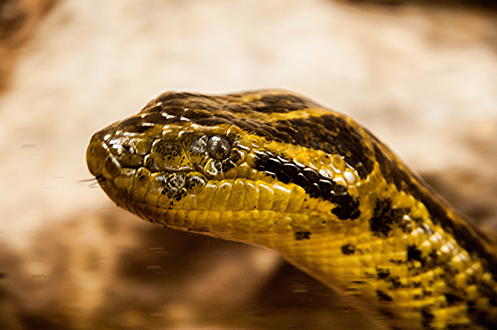 Soñar Con Cortarle La Cabeza A Una Serpiente
