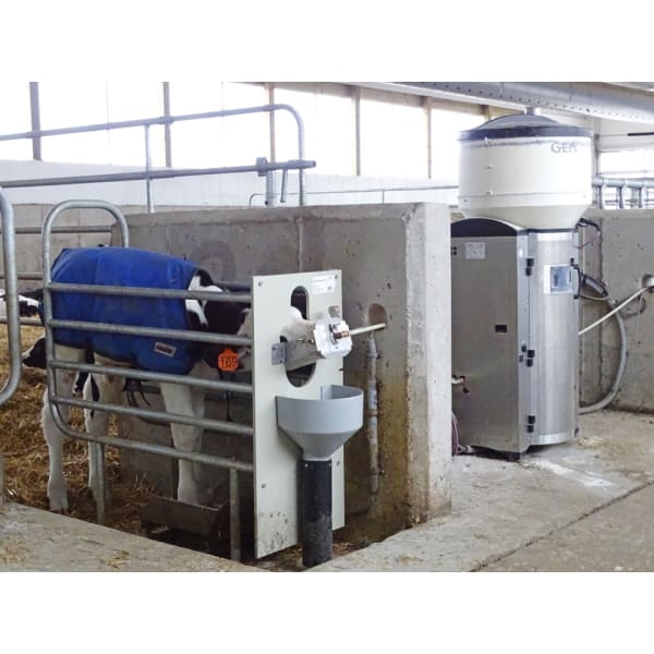 GEA multi-station automatic calf feeding installation