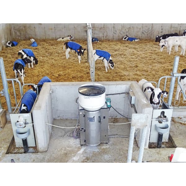 automatic calf feeding system installed in dairy calf barn