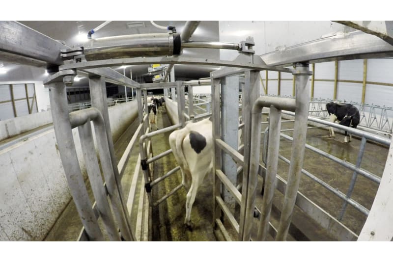 DLS Sort Gates - Dairy Lane Systems - Dairy Equipment