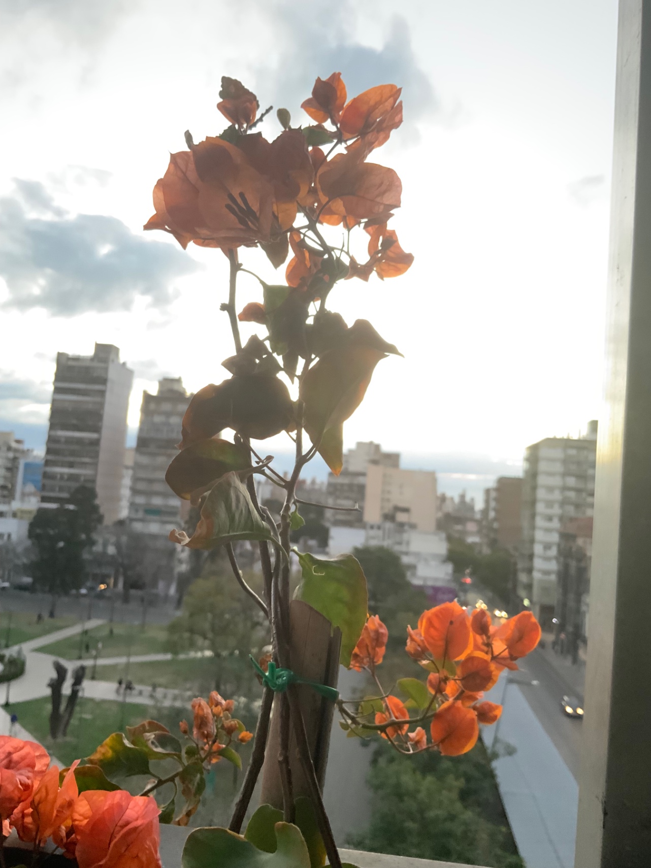 FÁRMACO DE EMOCIONES