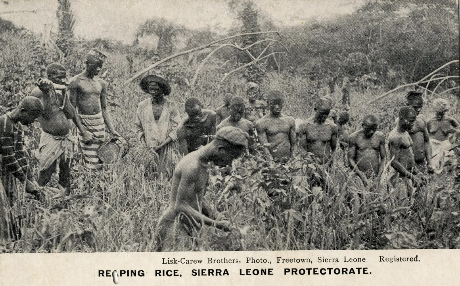 Reaping rice, Sierra Leone protectorate