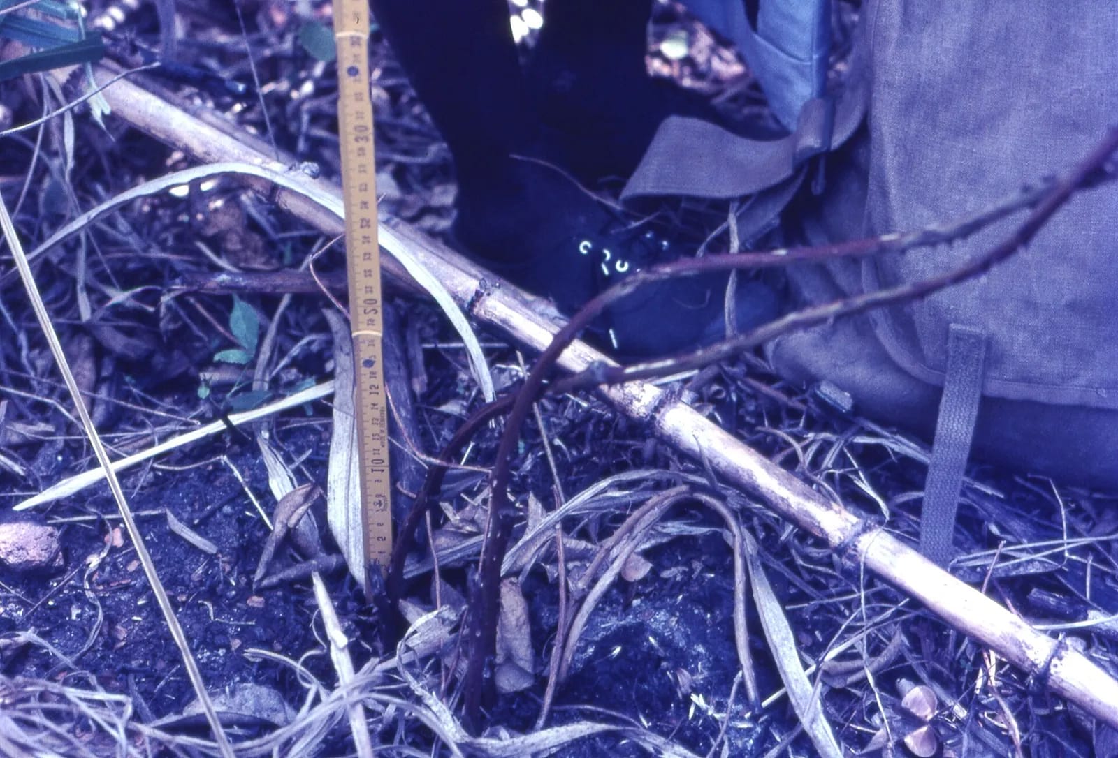 Wild "bush yam" vine; the tubers were used in the past and in recent times during times of hunger by the Limba peoples of northern Sierra Le