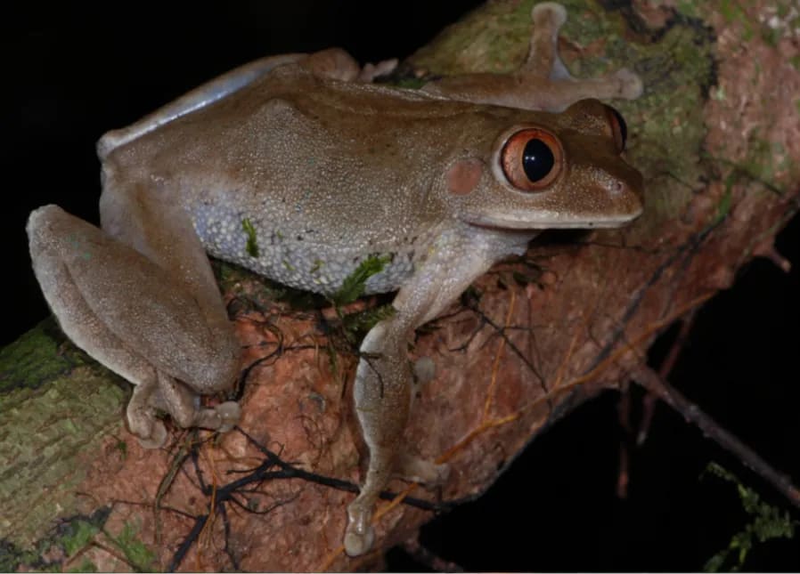 Leptopelis macrotis, frɔg we de na tik, na Gola Rɛnfɔrɛst