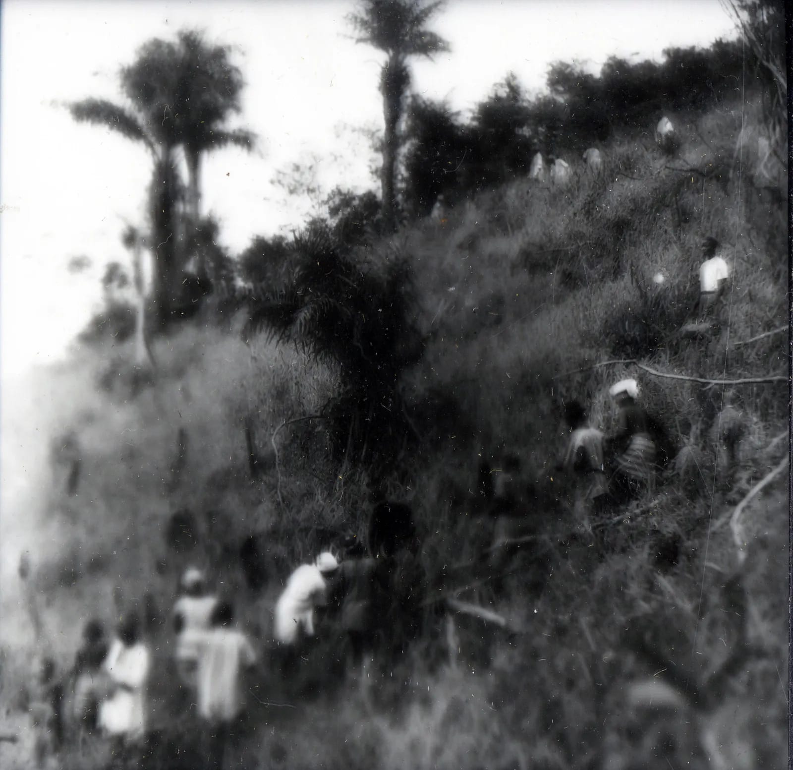 About fifteen people clearing a rice farm, Panguma