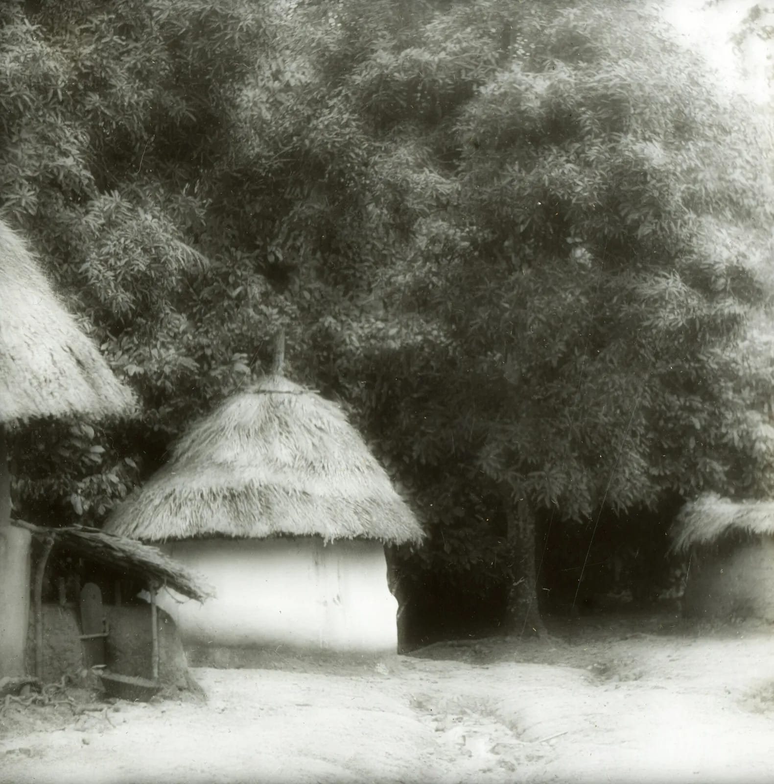 A house among trees, Panguma