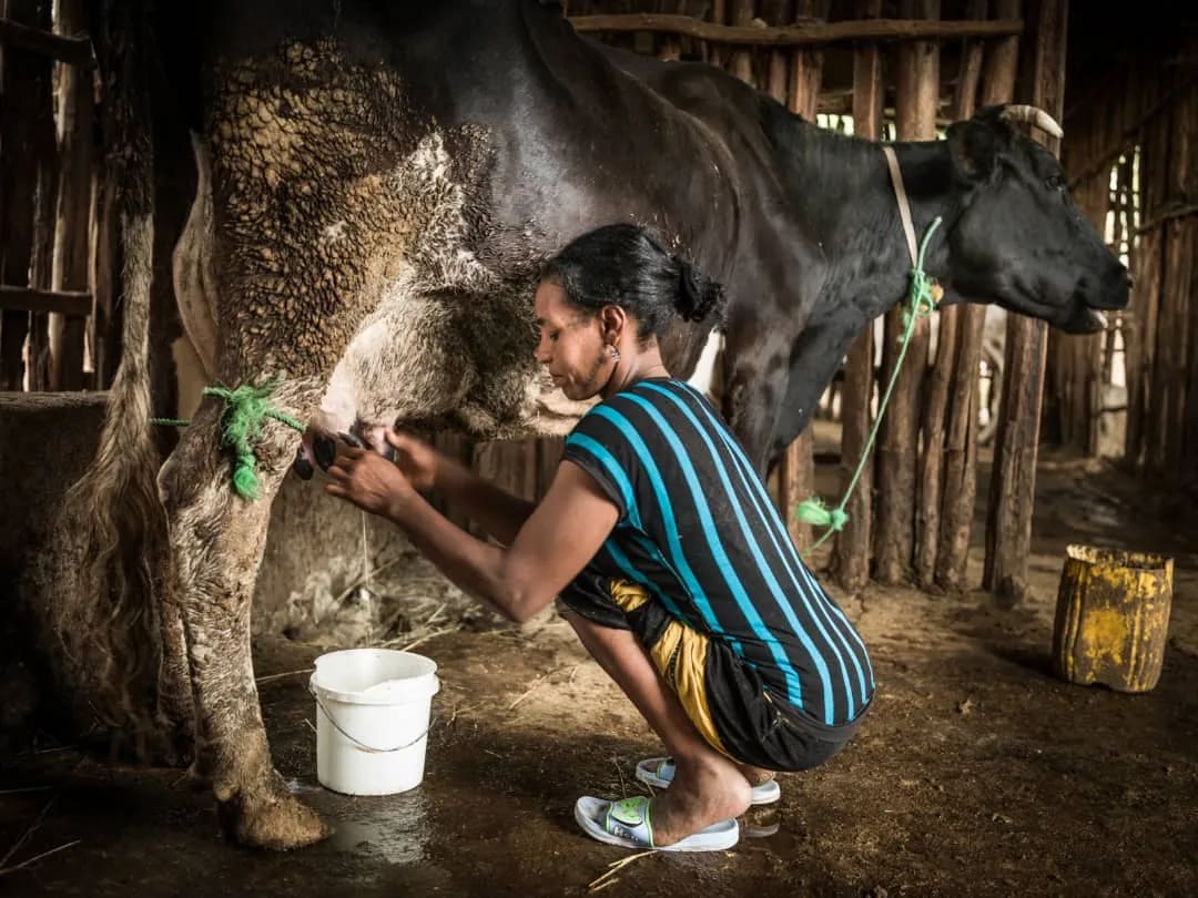 Fulani milk maid (Fullah Culture)