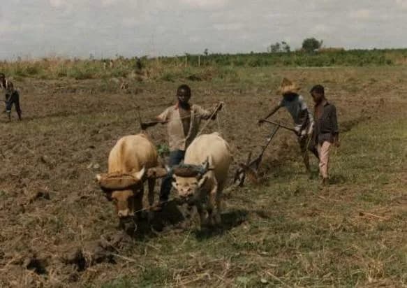 Rolako ploughing