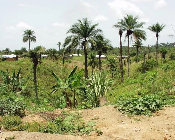 Sefadu Palms