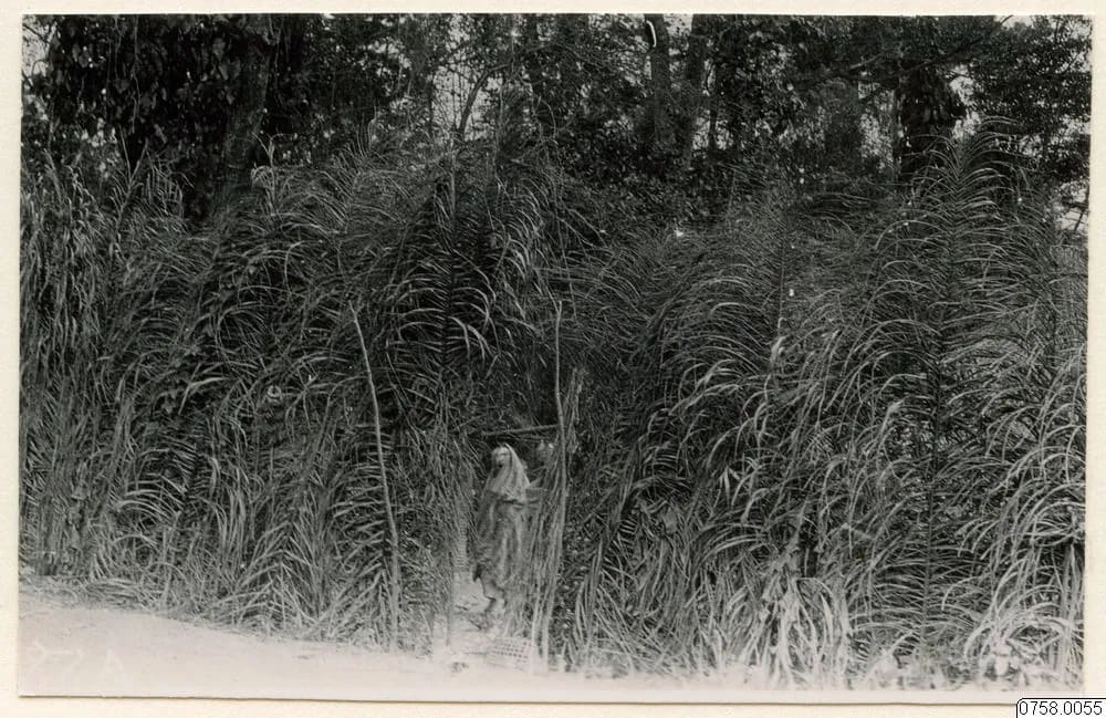 The Bundu girls' enclosure, Kissi country, 1930–31