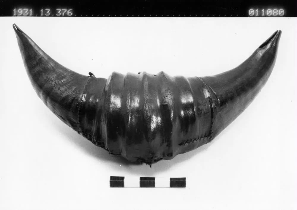 Leather-covered horn worn by Poro boys after initiation, Vai