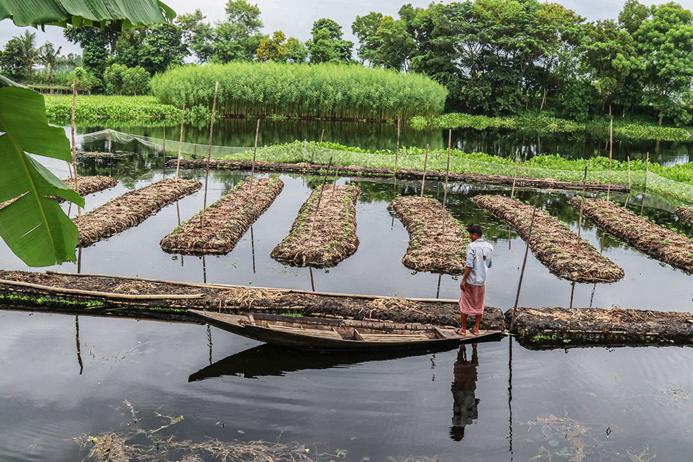 As seas rise, farmers in Bangladesh are growing crops on the water