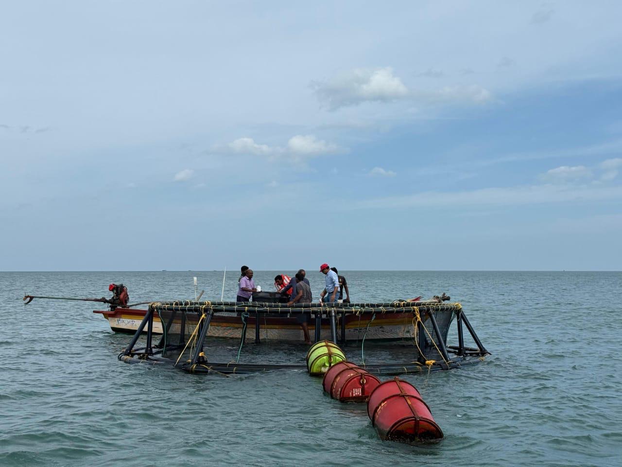 Swapro seaweed cultivation